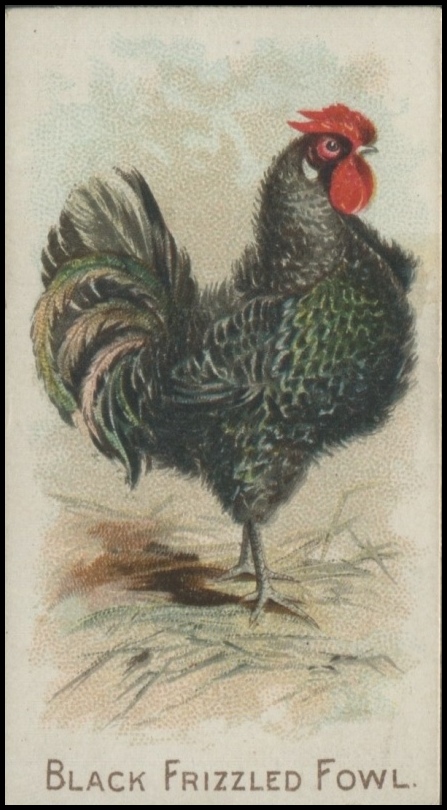 Black Frizzled Fowl